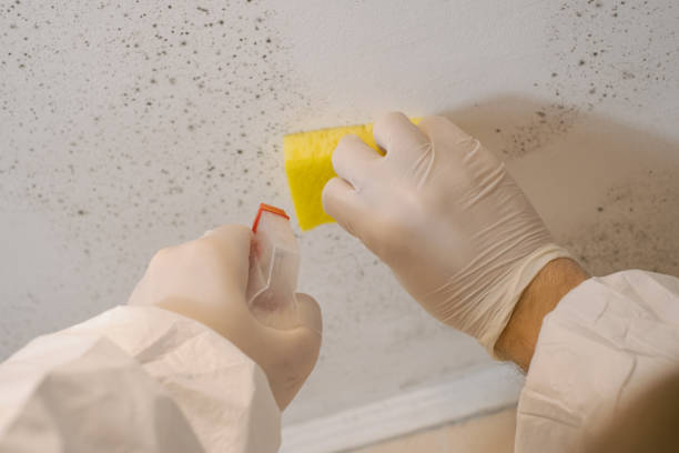 Mold Remediation for Rental Properties in Arlington, OH