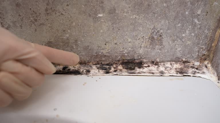 Best Mold Damage Restoration  in Arlington, OH